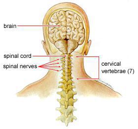 Spinal Cord Injury